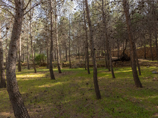 pine forest near Darrical (Spain)

