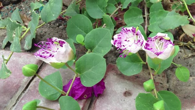 A timelapse of caper flowers (Capparis spinosa) opening in the afternoon