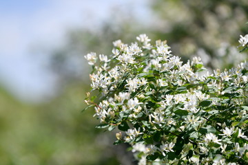 flowering branches, spring blossoms, flowers are blooming, bright flowers, flowers, beautiful flowers, background, March 8, fields, spring, summer, background, green background, forest, in the forest,