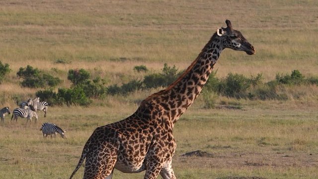 Close up of african giraffe walking through the landscape with zebras in the background.