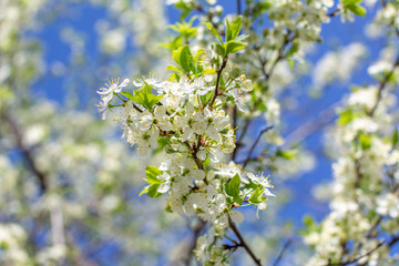 flowering plum branches lit by the sun against the sky, blurred background