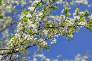 flowering plum branches lit by the sun against the sky, blurred background