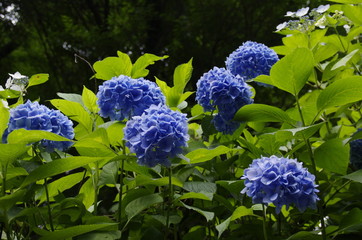 紫陽花