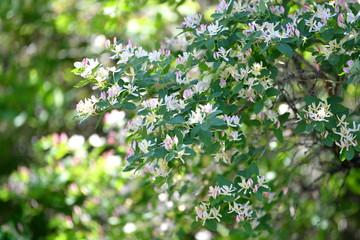 flowering branches, spring blossoms, flowers are blooming, bright flowers, flowers, beautiful flowers, background, March 8, fields, spring, summer, background, green background, forest, in the forest,