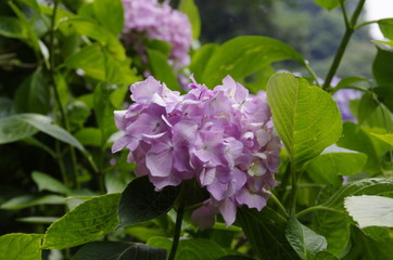 紫陽花