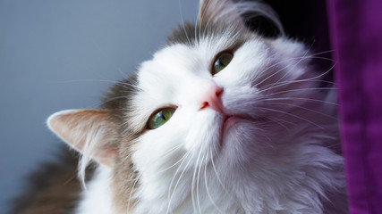 Portrait of a cute fluffy domestic cat with bright green eyes, against the background of a purple curtain, a delicate pet on the windowsill, a playful kitten looking at the camera lens