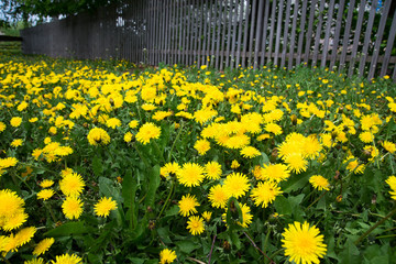 Green field with yellow dandelions. Closeup of yellow flowers on the ground