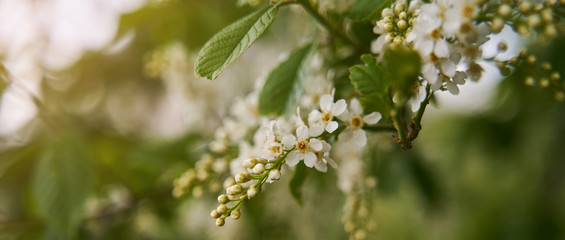 Blooming bird cherry in spring. Flowers of bird cherry close up.