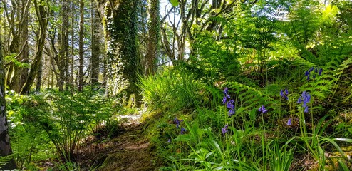 grass in the forest