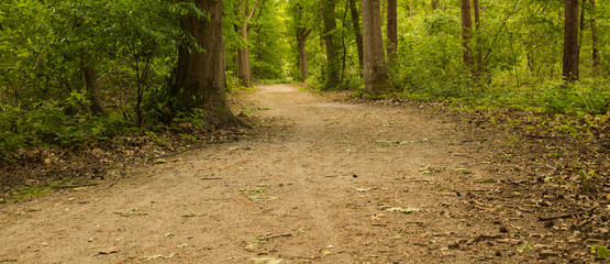 pad in het bos