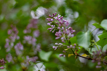 Botanical concept: Lilac beginning to bloom, young flowers, spring, freshness. Selective focus