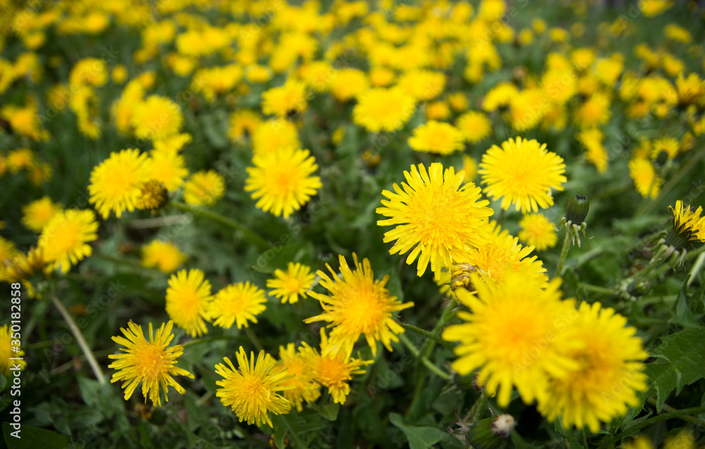 Wall mural green field with yellow dandelions. closeup of yellow flowers on the ground