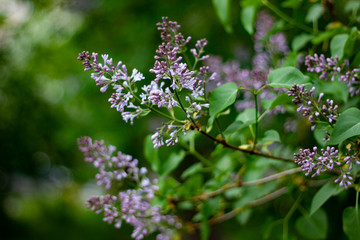 Botanical concept: Lilac beginning to bloom, young flowers, spring, freshness. Selective focus