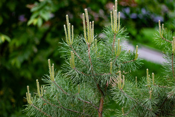 Young shoots (candles) on a pine tree on a beautiful spring day
