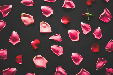 Rose petals spread random on the floor. Pink rose leaves isolated on dark background. Wedding or valentine's day creative texture concept.