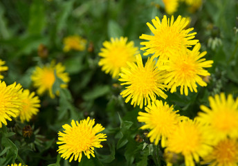 Green field with yellow dandelions. Closeup of yellow flowers on the ground