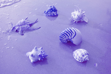Pop art style various types of gorgeous seashells on the beach in blue color	