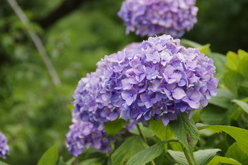 紫陽花