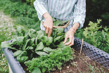 young beautiful woman harvests vegetables like lettuce, spinach, radishes, from raised beds in...