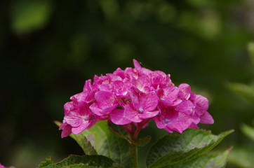 紫陽花