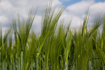 green field of wheat and blue sky