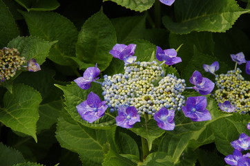 紫陽花