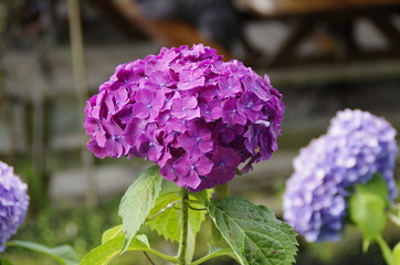 紫陽花
