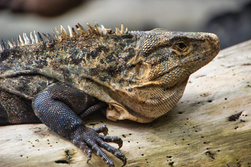 Gran lagarto en elmtronco de un árbol en un parque nacional de costa rica