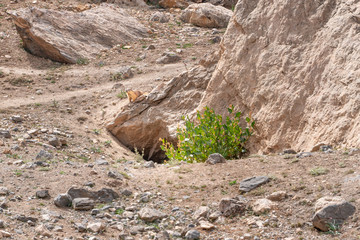 The small cute brown wild gopher in Alaudin national park in Tajikistan