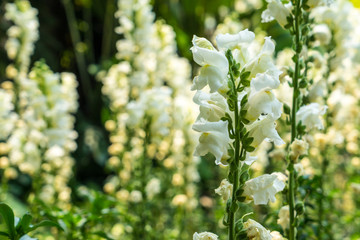 white Snapdragon flower in the garden