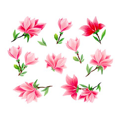 Magnolia flower bouquet in blossom, beautiful home decor and interior design, isolated illustrations set. Pink floral sketch drawings. Spring blossom realistic cliparts. Wildflowers pencil texture.