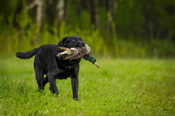 Black labrador retriever lab outdoor in summer park on the grass with duck hunting gundog
