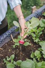 young beautiful woman harvests vegetables like lettuce, spinach, radishes, from raised beds in garden