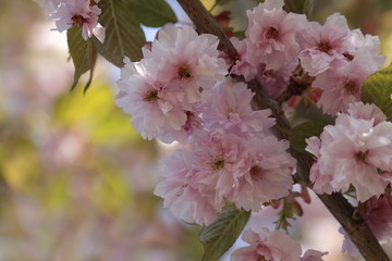 Prunus - Zierkirsche - Blütenkirsche