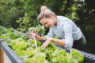 young beautiful woman harvests vegetables like lettuce, spinach, radishes, from raised beds in garden
