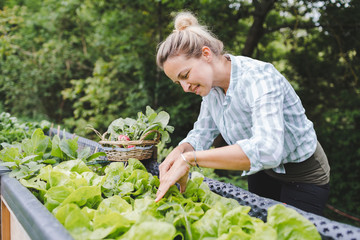 young beautiful woman harvests vegetables like lettuce, spinach, radishes, from raised beds in...