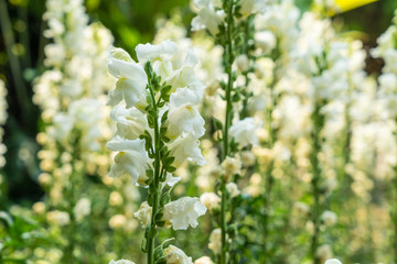 white Snapdragon flower in the garden
