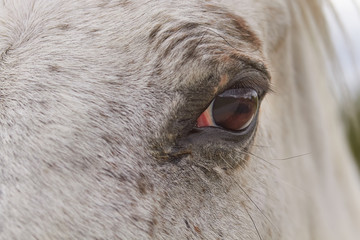 Detail of the eye of a white horse close up