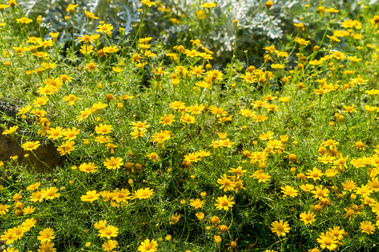 euryops chrysanthemoides or african bush daisy or nine bright daisy flowers  in the garden