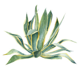 Picture of the agave (aloe vera plant) with yellow edged leaves hand drawn in watercolor isolated on a white background. Watercolor floral illustration. Botanical illustration