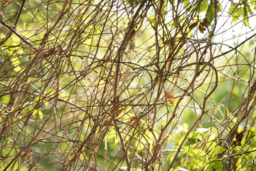 brown grapevine closeup on a background of green plants, texture