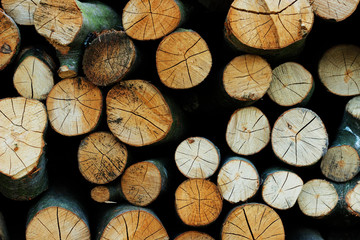 Fototapeta premium stack of firewood