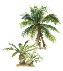 Fototapeta na wymiar A group of the palms hand drawn in watercolor isolated on a white background. Tropical plants. Watercolor illustration. Botanical illustration. Coconut palm, sago palm