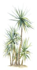 A group of the tropical plants (dracaena) hand drawn in watercolor isolated on a white background. Watercolor illustration. Dragon trees