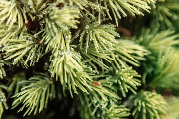Young sprigs of spruce under macro shot. Art blur