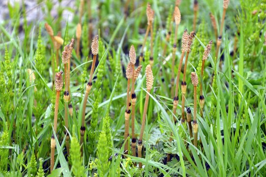 Equisetum (horsetail, marestail, snake grass, puzzlegrass)