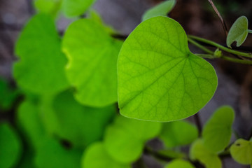 green leaves background