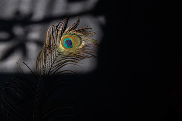 Peacock feather color full on black background and shadow masks