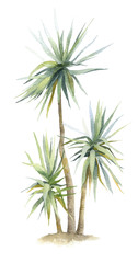 Fototapeta premium Tropical plant dracaena (dragon tree) hand drawn in watercolor isolated on a white background. Watercolor illustration. Palm tree