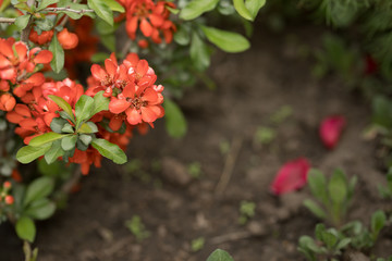 red flowers of quince plant close up on a flower bed
